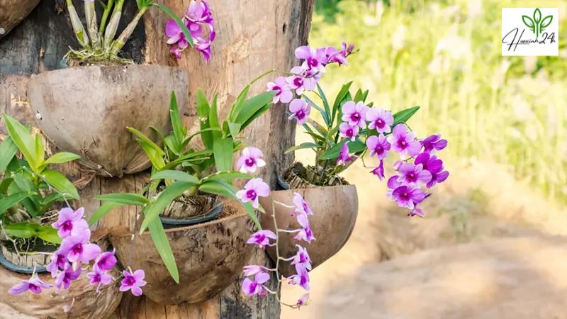Cách trồng hoa lan bằng vỏ dừa