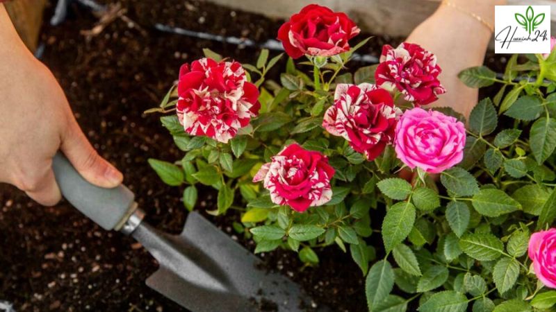 Yếu tố quyết định chất lượng của đất trồng hoa hồng