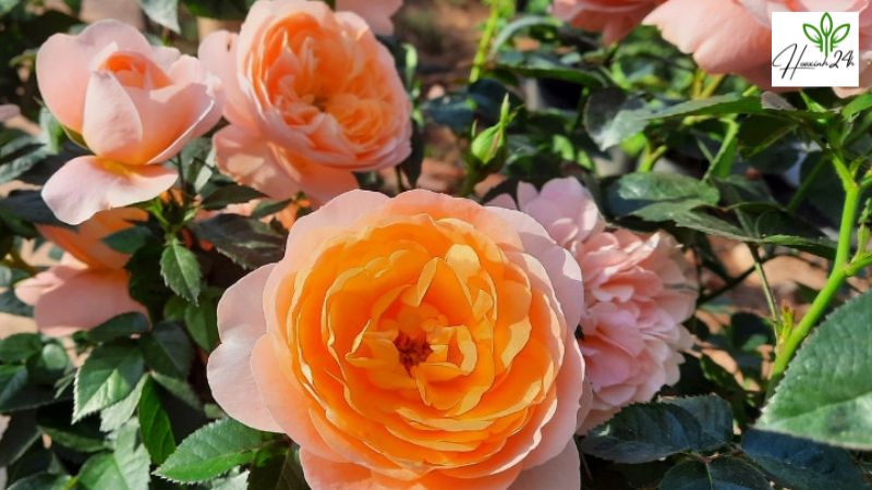 Hoa hồng Đà Lạt Tezza