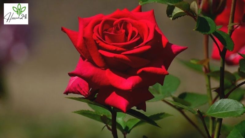 Hoa hồng Sa Đéc
