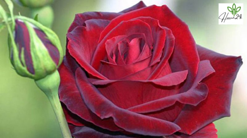 Cây hoa hồng nhung Đà Lạt