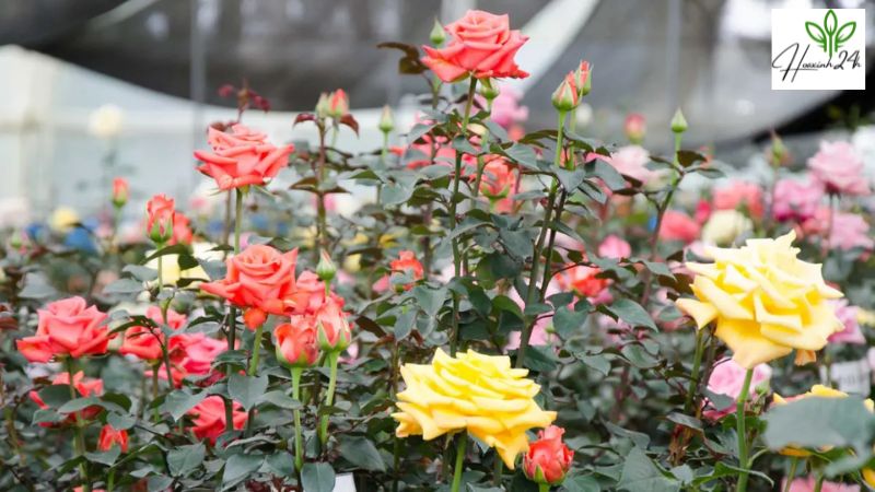 Giới thiệu về hoa hồng Ecuador