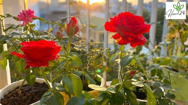 Cách trồng và chăm sóc hoa hồng Ecuador