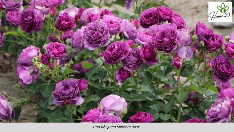 Hoa hồng tím Minerva Rose