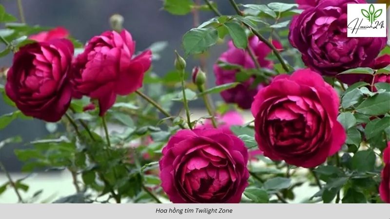 Các loại hoa hồng tím phổ biến