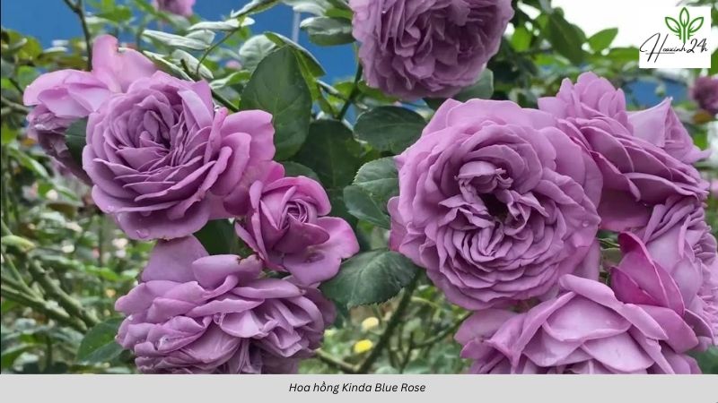 Hoa hồng Kinda Blue Rose