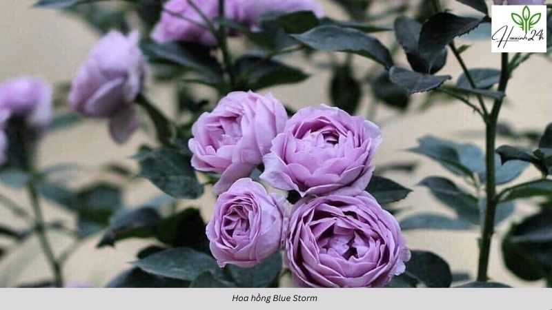 Hoa hồng Blue Storm