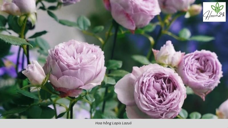 Hoa hồng Lapis Lazuli