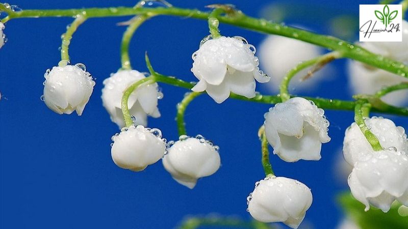 Hoa linh lan có độc không?