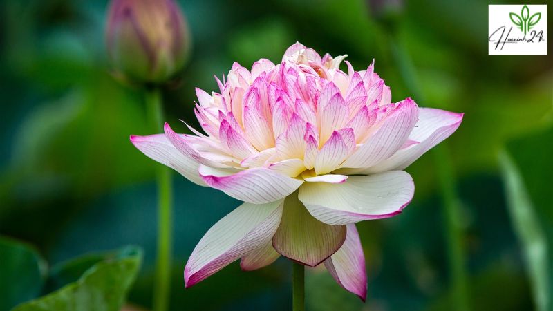 Ý nghĩa của hoa sen Thái trong Phật giáo