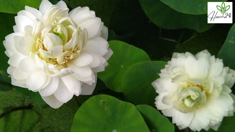 Cách trồng và chăm sóc hoa sen Thái trắng