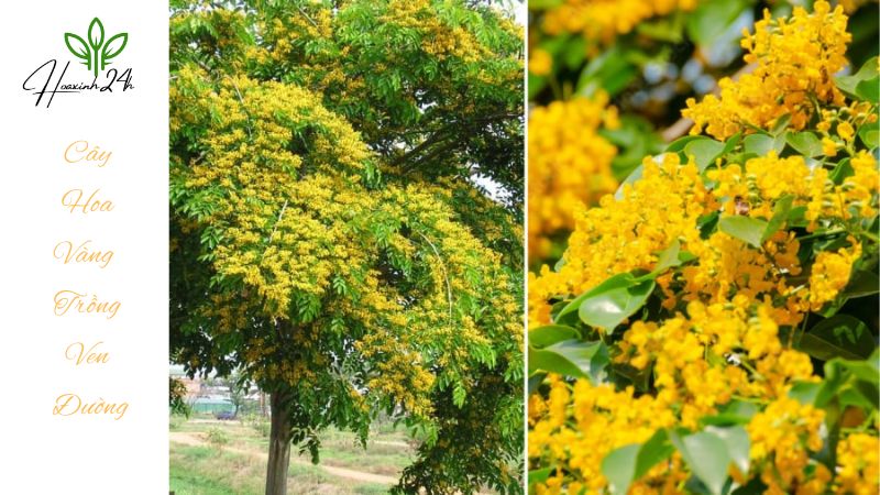 Ý nghĩa của cây có hoa màu vàng
