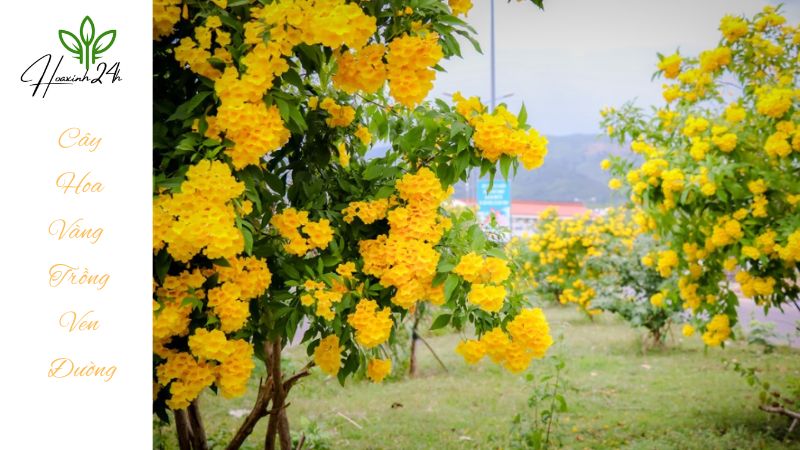Khám phá 4 loại cây hoa vàng trồng ven đường đẹp nhất