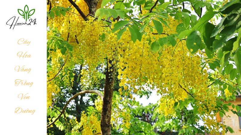 Khám phá 4 loại cây hoa vàng trồng ven đường đẹp nhất